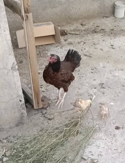 Aseel murgi with 2 chicks