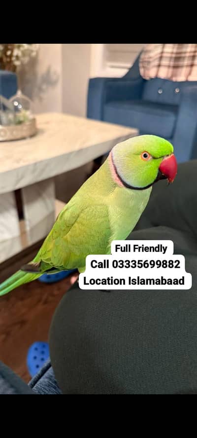 Hand Tamed Full Friendly Green Ring Neck Male Parrot Jumbo Size