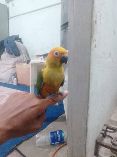 sunconure 3 months agg