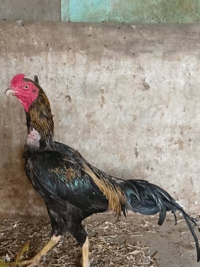 Aseel murgha for sale