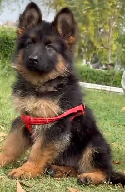 German shepherd puppies for sale healthy 0326=65=49=136