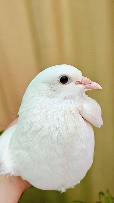 fancy pigeon lucky kabotar pair