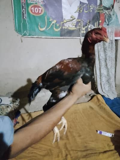 Aseel morga