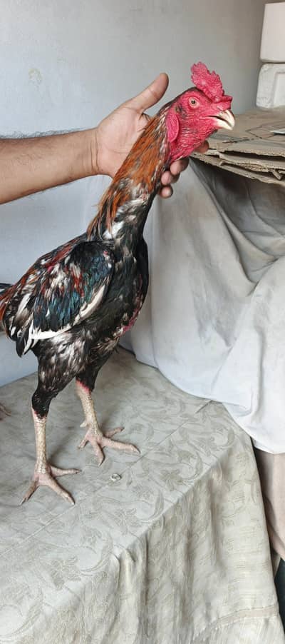 patha old bloodline walati cross quality birds long height