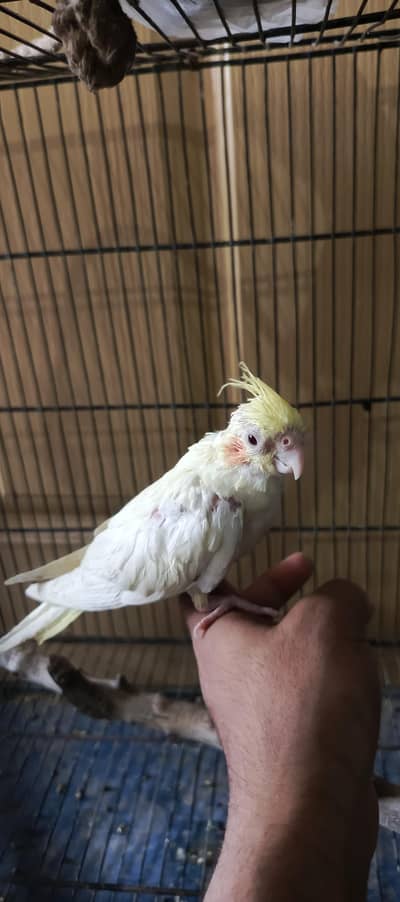 hand tamed cockatiel chick for sale
