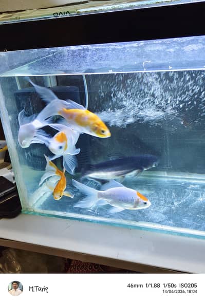 Goldfish With Aquarium
