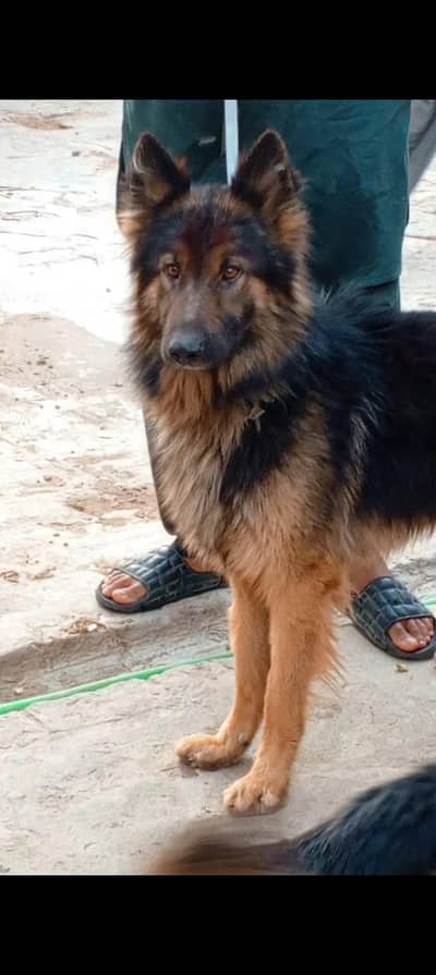 german shepherd dog for sale