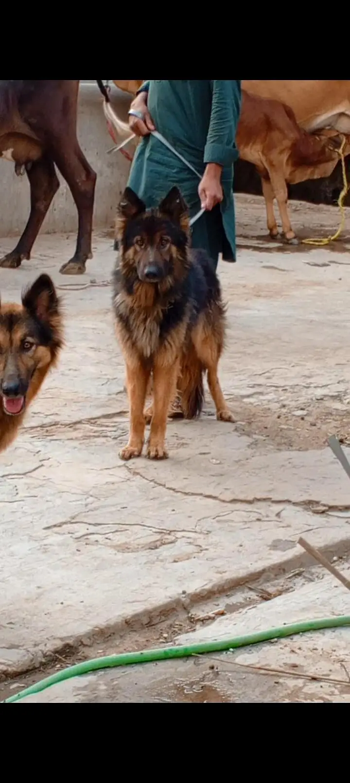 german shepherd dog for sale — photo 2