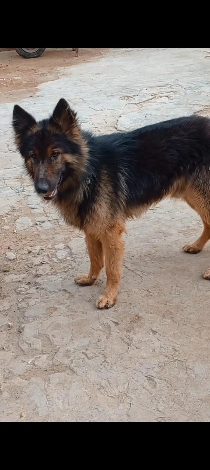 german shepherd dog for sale — photo 3