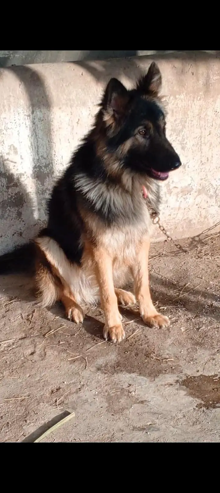 german shepherd dog for sale — photo 4