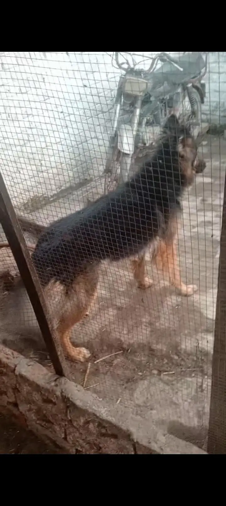 german shepherd dog for sale — photo 5