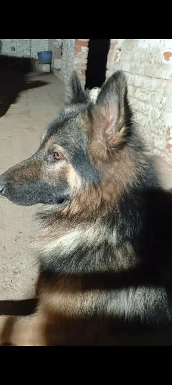 german shepherd dog for sale — photo 6