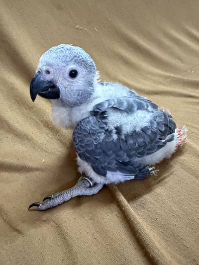 African grey chick  both legs dislocated
