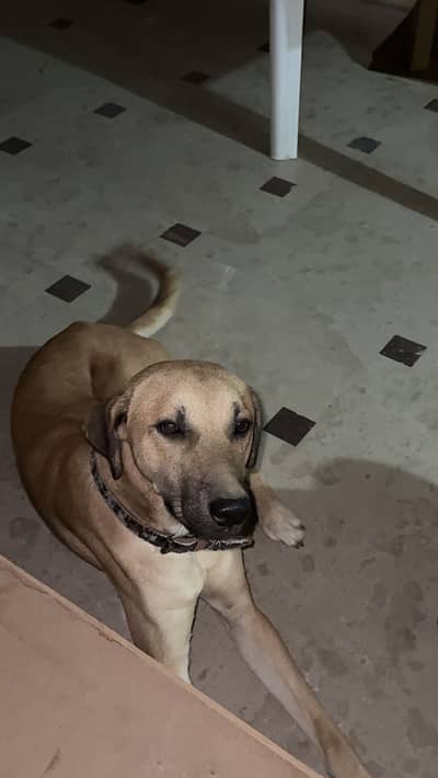 Mixed breed