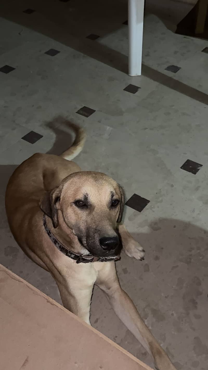 Mixed breed 0