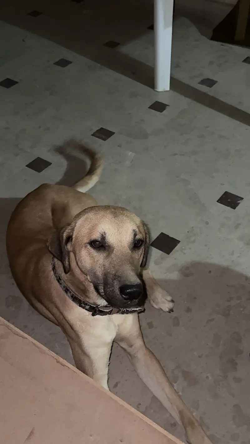 Mixed breed
