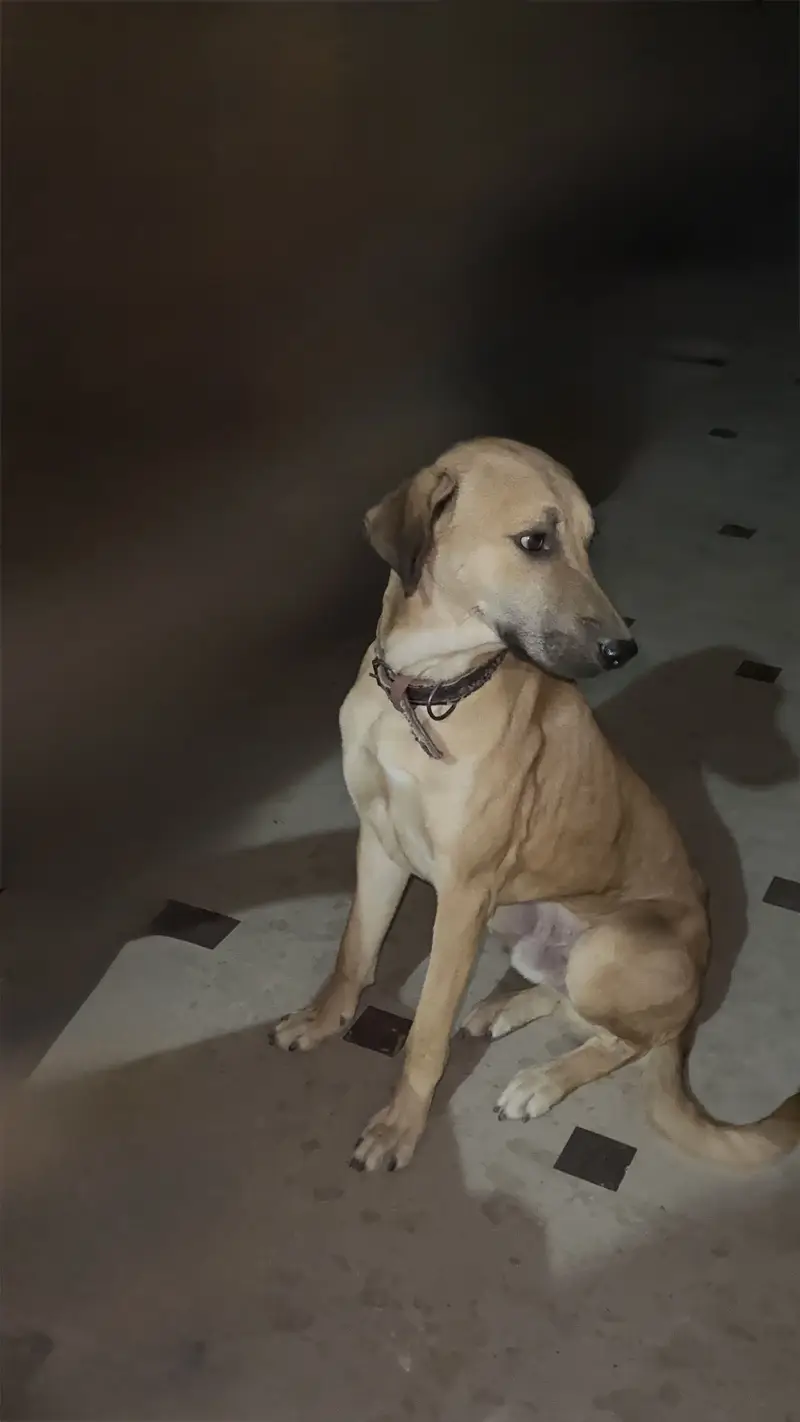 Mixed breed — photo 2