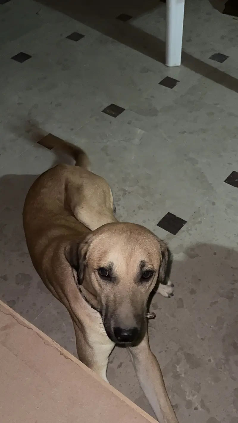 Mixed breed — photo 3