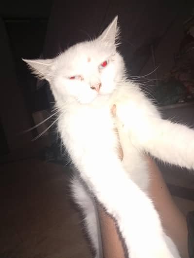 this cat is very nice