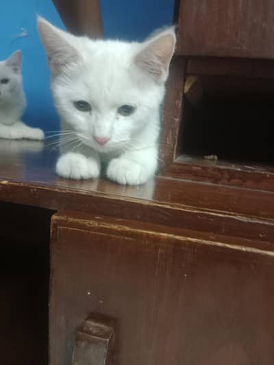 Persian cat
