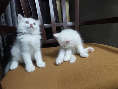 persian