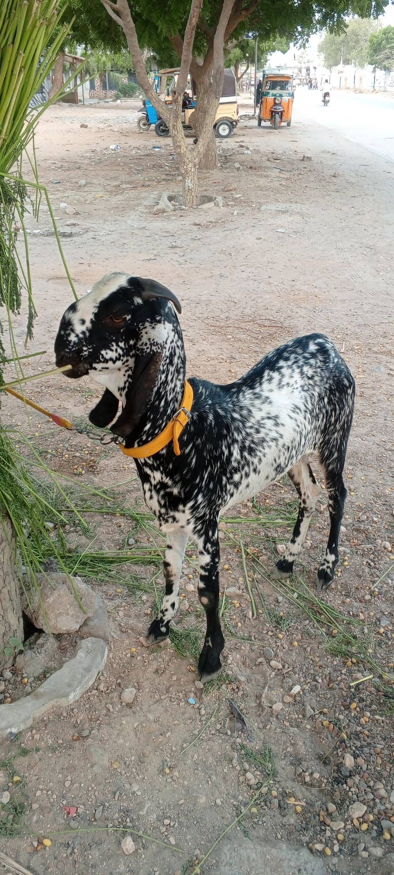 Bakra 0
