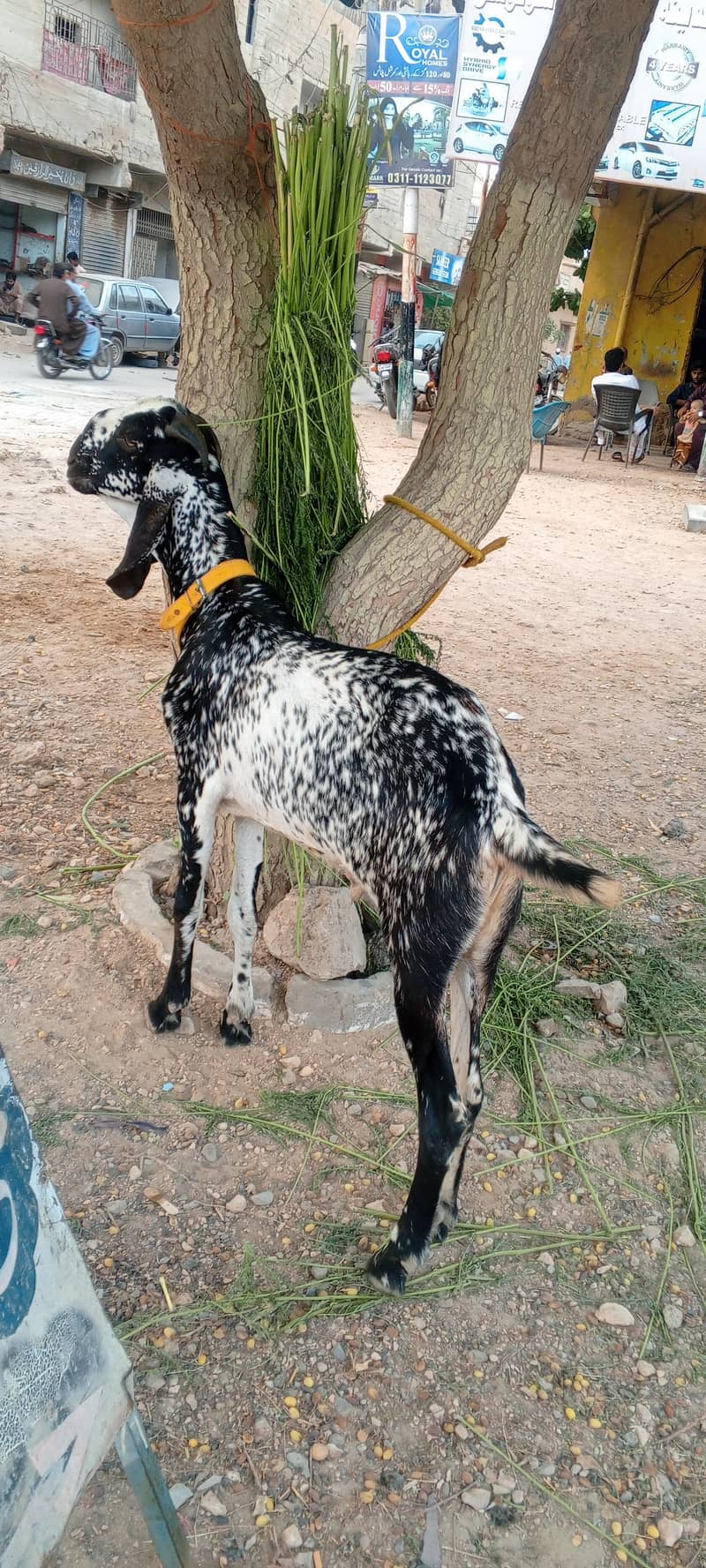 Bakra 1