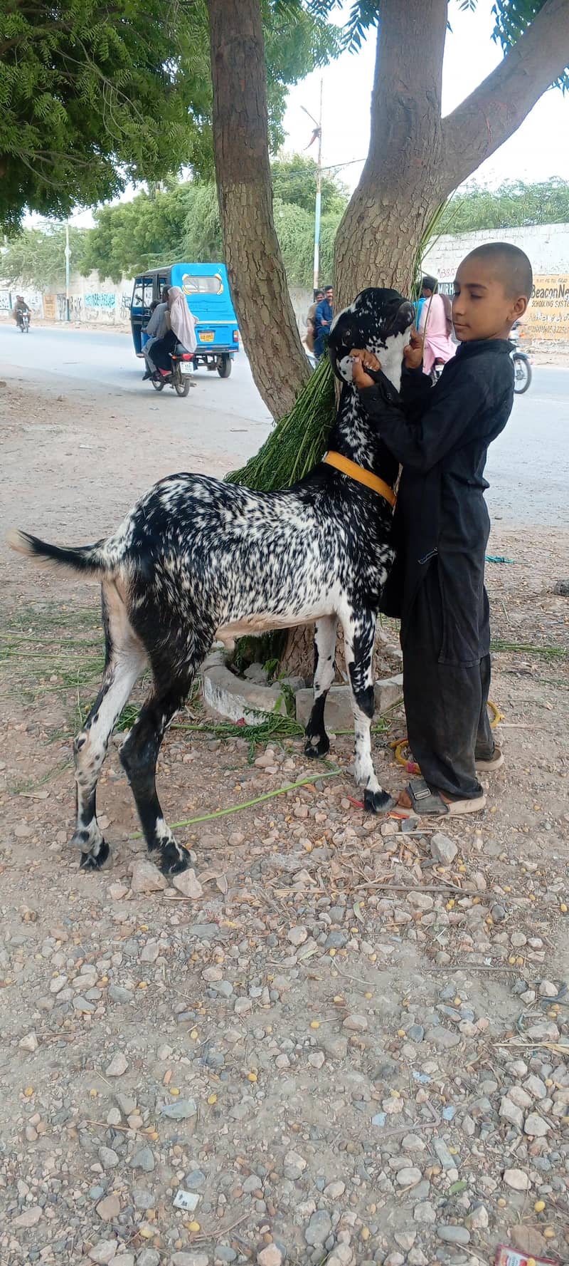 Bakra 2