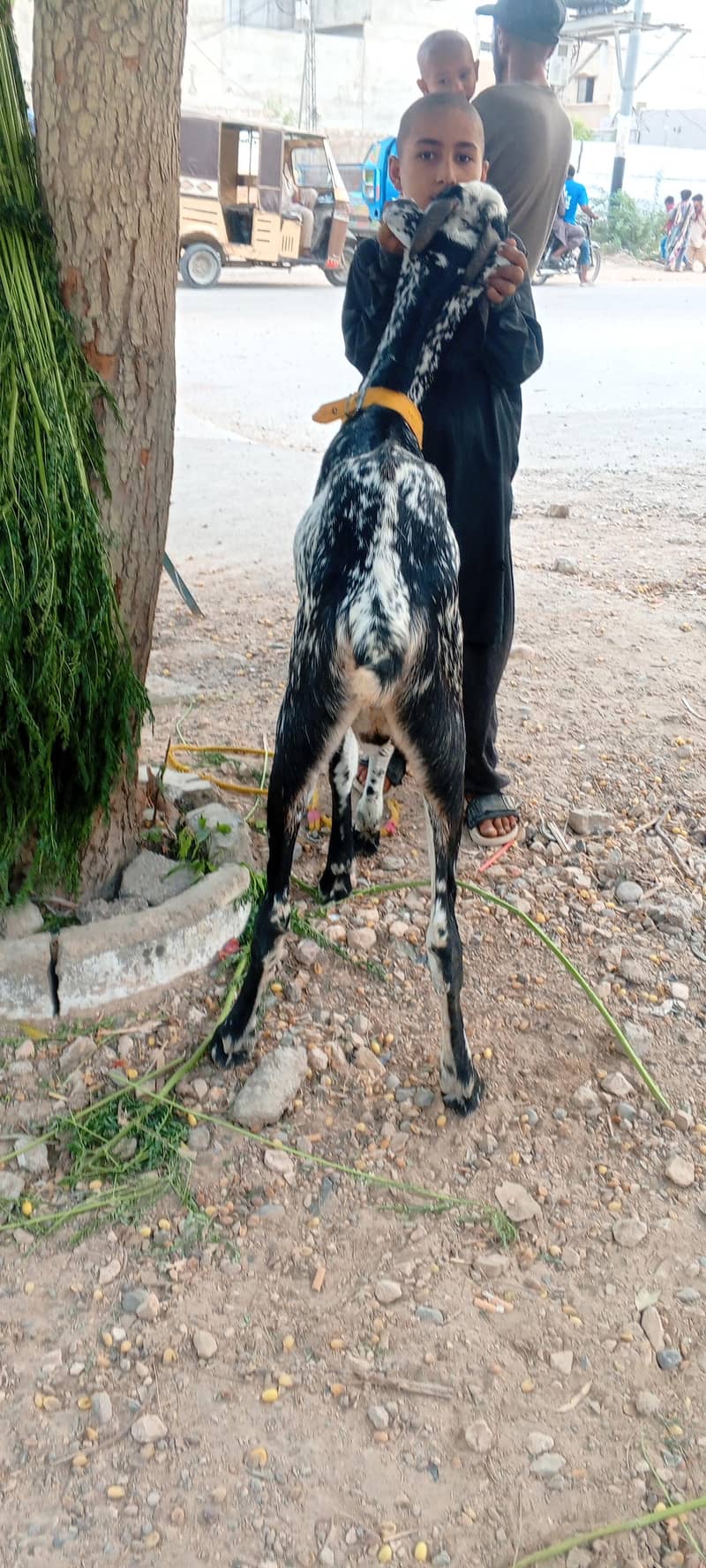 Bakra 3