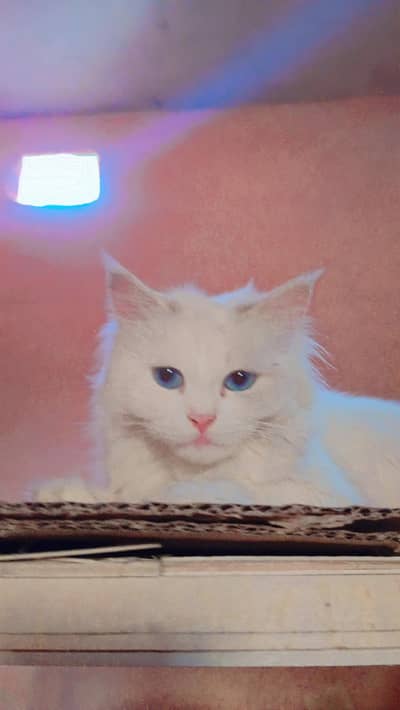 Persian blue eyes female pregnant by Persian