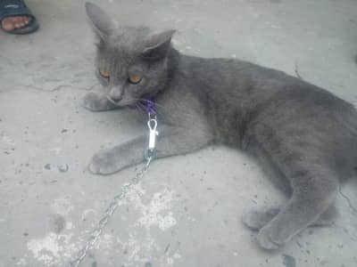 Parsion cat