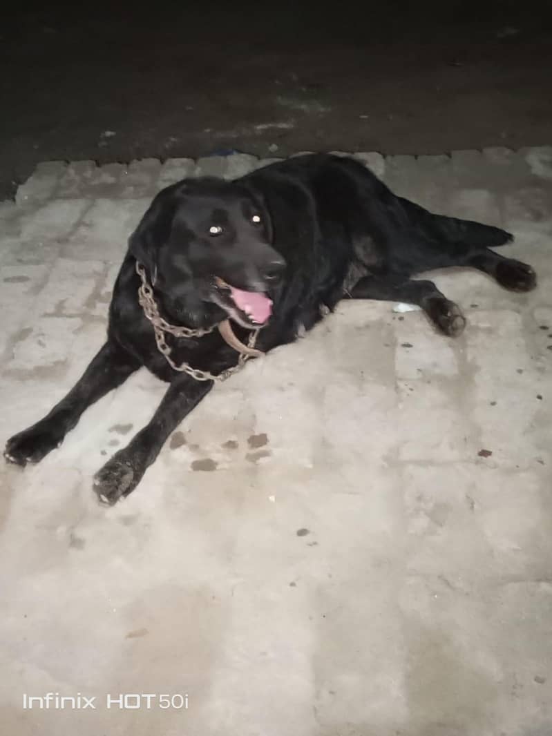 Labrador 0