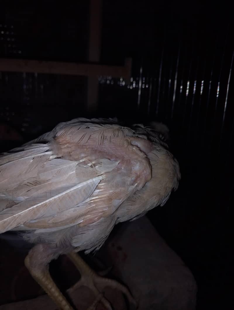 12345 2