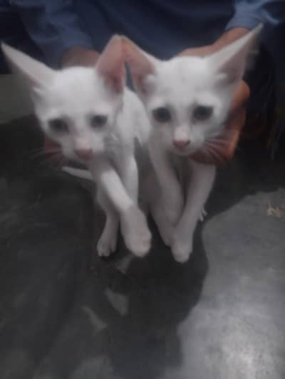 Persian pair