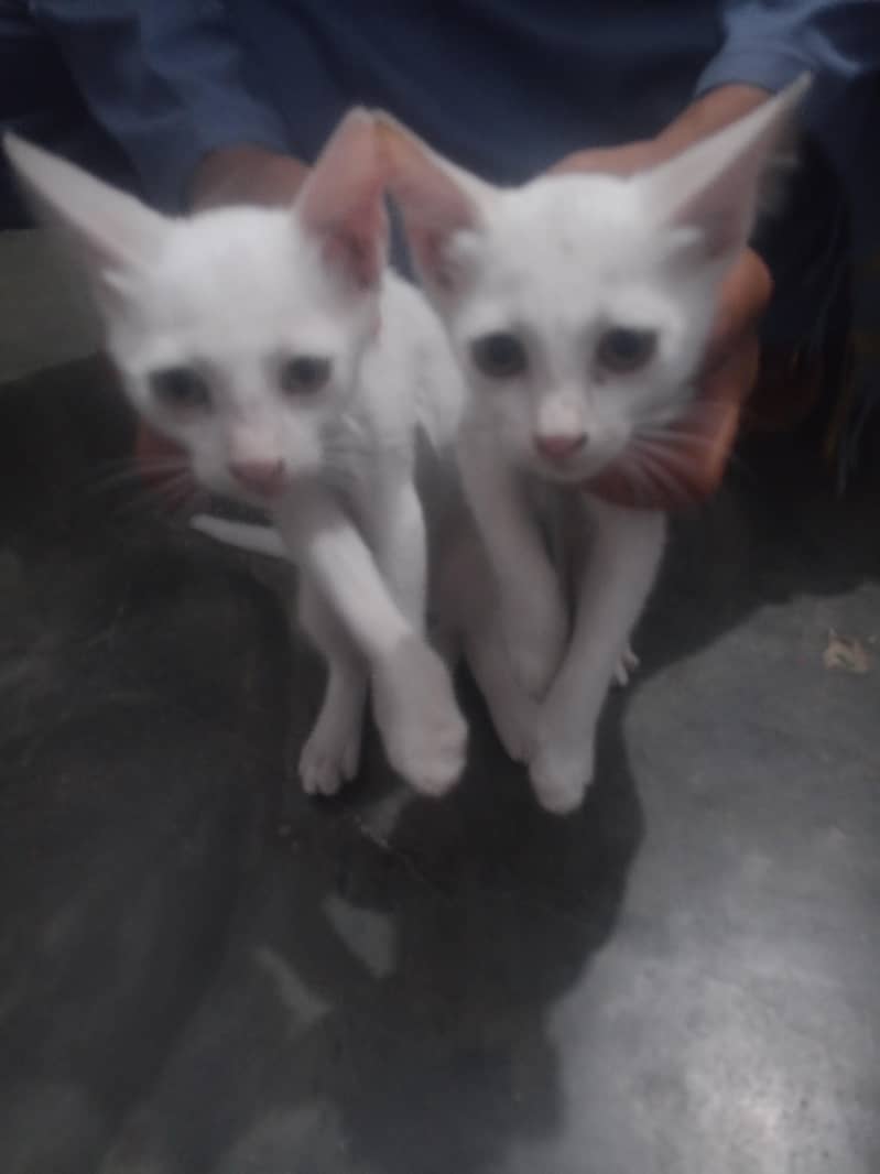 Persian pair 0