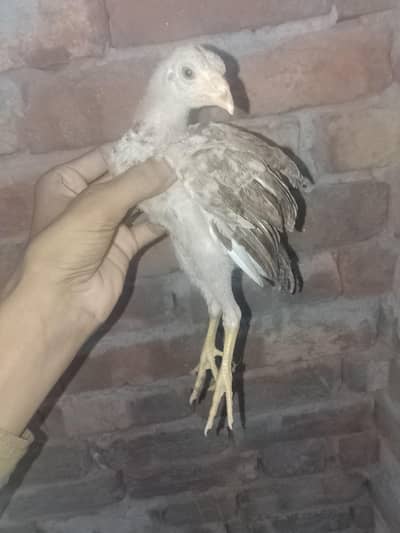Aseel male for sale h