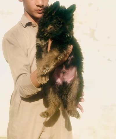 German dog