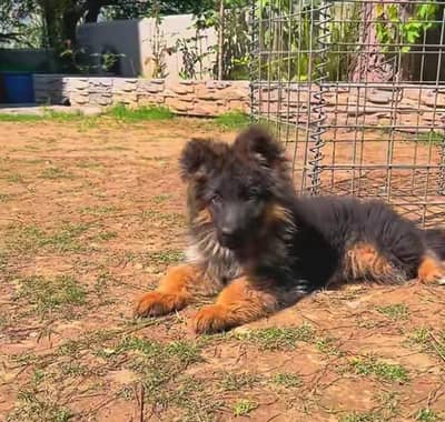 German shepherd puppies for sale healthy 0326=65=49=136