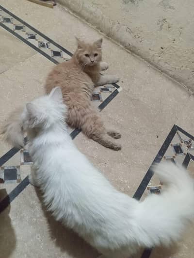 Persian catt male and female