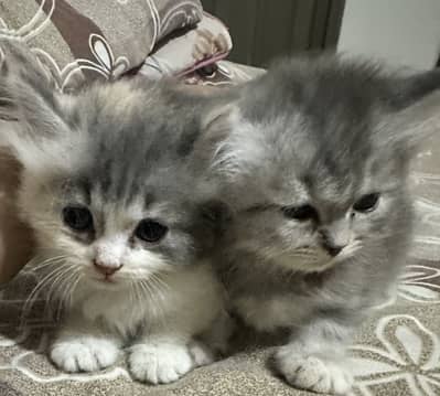 persian doll face female kittens age 40 days