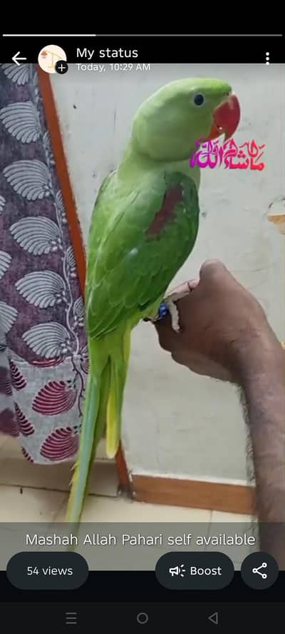 kashmiri Pahari male handtame