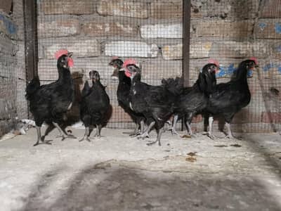 Pure Mianwali aseel  and heavy buff females astrolorps