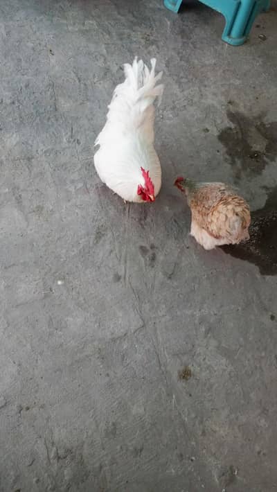 bantam chicken for sale  avalible