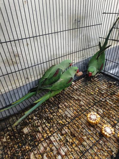 Hand tame kashmiri Raw parrot.