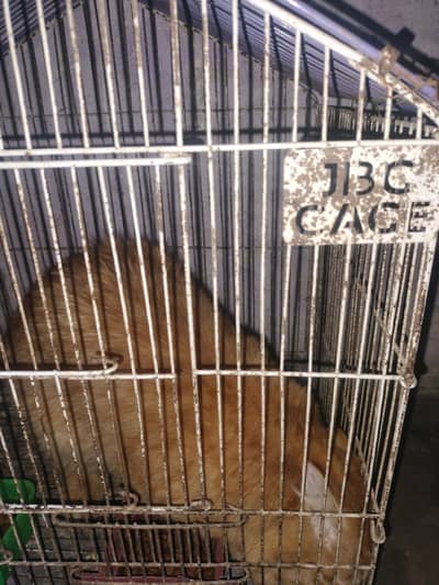 russian cat
