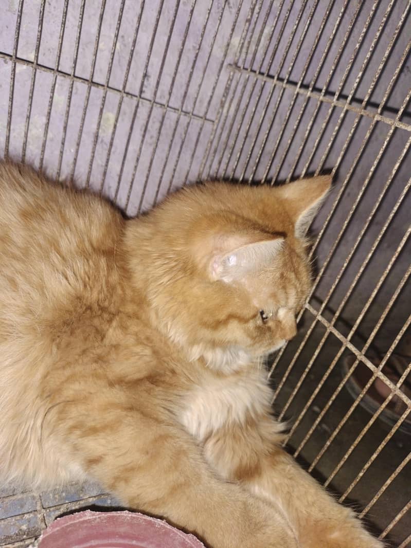 russian cat 2