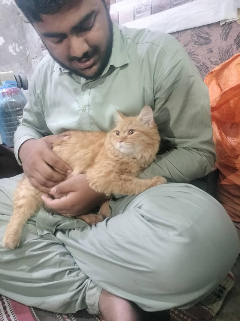 russian cat 3