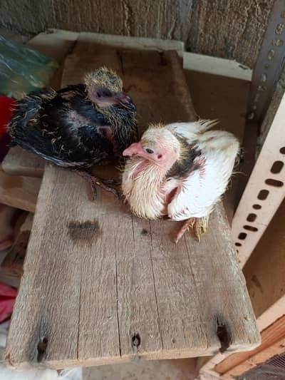 pigeon baby