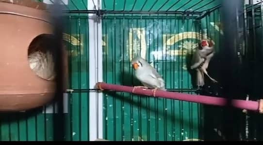 Zebra finch