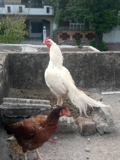Heera Breeder Mashallah | High Quality & Demand| Urgent Forsale